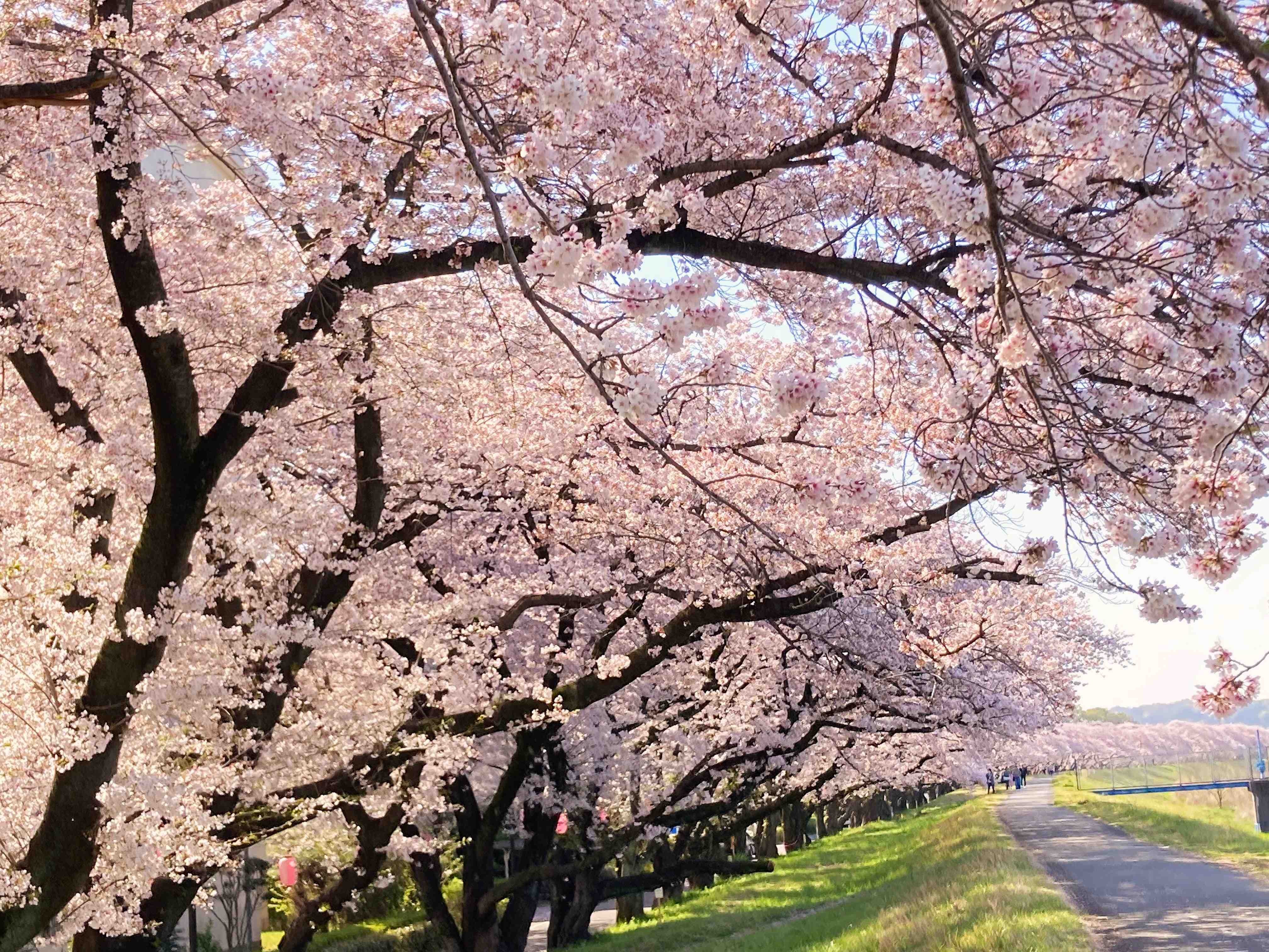 ⛩️ 타네카와 신사 이미지 4